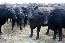 Казахстанские скотоводы с оптимизмом восприняли российский запрет на ввоз продовольствия из стран Запада